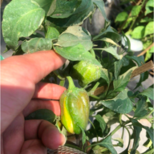 Chậu cây ớt Candy, ớt cho trái màu cẩm thạch độc lạ, giao cây đang trái