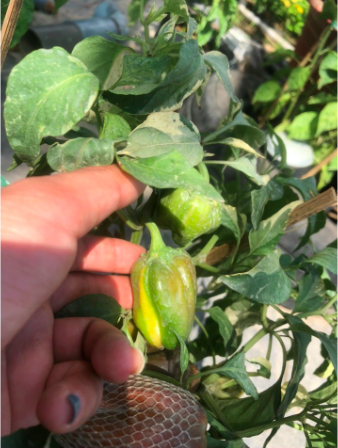 Chậu cây ớt Candy, ớt cho trái màu cẩm thạch độc lạ, giao cây đang trái