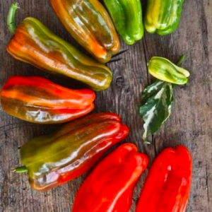 Chậu cây ớt Candy, ớt cho trái màu cẩm thạch độc lạ, giao cây đang trái