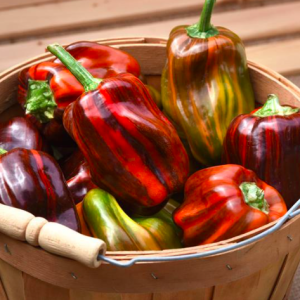 Chậu cây ớt Candy, ớt cho trái màu cẩm thạch độc lạ, giao cây đang trái