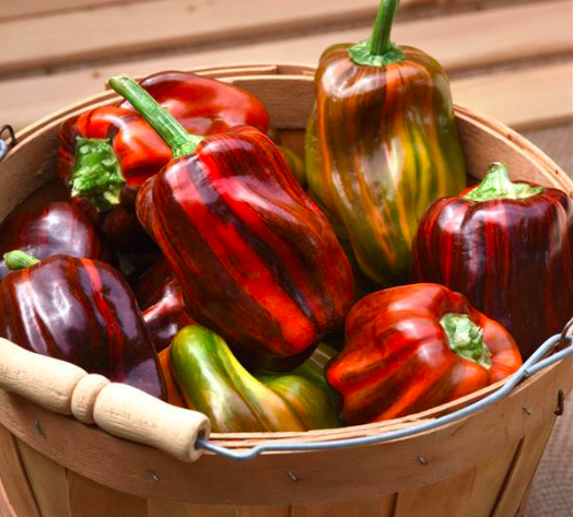 Chậu cây ớt Candy, ớt cho trái màu cẩm thạch độc lạ, giao cây đang trái