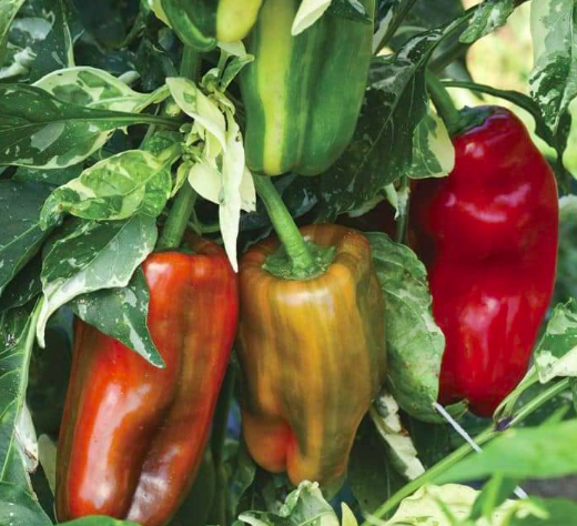 screen-shot-2022-07-31-at-5-38-18-pm-1