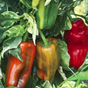 Chậu cây ớt Candy, ớt cho trái màu cẩm thạch độc lạ, giao cây đang trái