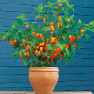 Cây đang sẵn trái - Ớt Habanero cam cho trái siêu cay