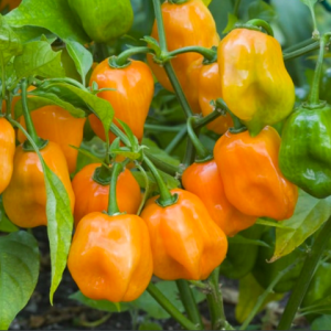 Cây đang sẵn trái - Ớt Habanero cam cho trái siêu cay