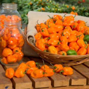 Cây đang sẵn trái - Ớt Habanero cam cho trái siêu cay