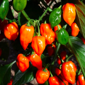 Cây đang sẵn trái - Ớt Habanero cam cho trái siêu cay