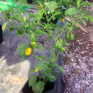 Cây đang sẵn trái - Ớt Habanero vàng chanh cho trái siêu cay