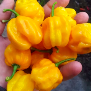 Cây đang sẵn trái - Ớt Habanero vàng chanh cho trái siêu cay