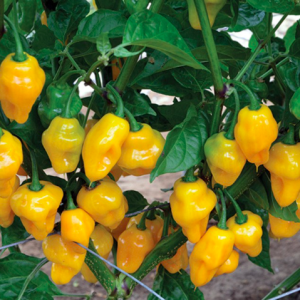 Cây đang sẵn trái - Ớt Habanero vàng chanh cho trái siêu cay