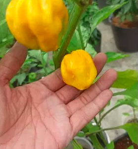 Cây đang sẵn trái - Ớt Habanero vàng chanh cho trái siêu cay