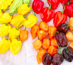 Cây đang sẵn trái - Ớt Habanero vàng chanh cho trái siêu cay