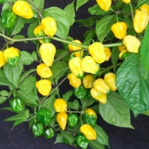 Cây đang sẵn trái - Ớt Habanero vàng chanh cho trái siêu cay