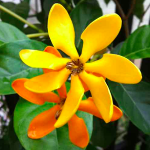 Cây lài vàng/lài hoàng đế cho hoa lâu tàn, rất thơm - Gardenia tubifera (chậu C10)