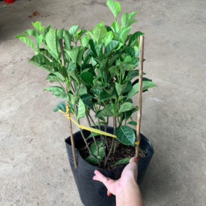 Cây lài vàng/lài hoàng đế cho hoa lâu tàn, rất thơm - Gardenia tubifera (chậu C10)