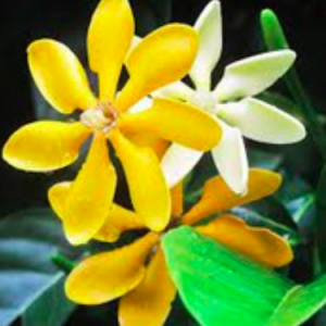 Cây lài vàng/lài hoàng đế cho hoa lâu tàn, rất thơm - Gardenia tubifera (chậu C10)