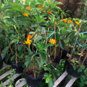 Cây lài vàng/lài hoàng đế cho hoa lâu tàn, rất thơm - Gardenia tubifera (chậu C10)