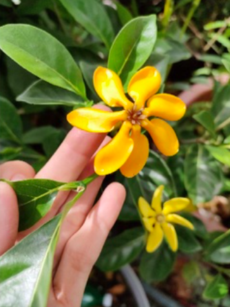 Cây lài vàng/lài hoàng đế cho hoa lâu tàn, rất thơm - Gardenia tubifera (chậu C10)