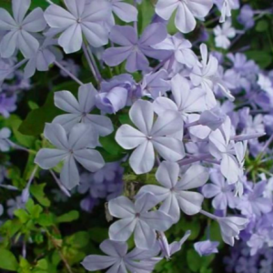 Chậu cây thanh xà - Plumbago auriculate