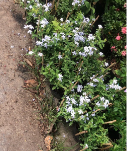 Chậu cây thanh xà - Plumbago auriculate