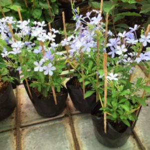 Chậu cây thanh xà - Plumbago auriculate