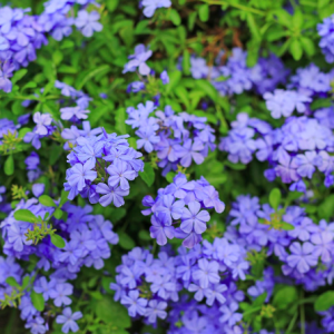 Chậu cây thanh xà - Plumbago auriculate