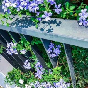 Chậu cây thanh xà - Plumbago auriculate