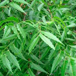 Cây sầu đâu (Neem) - vị thuốc dân gian tốt cho sức khỏe