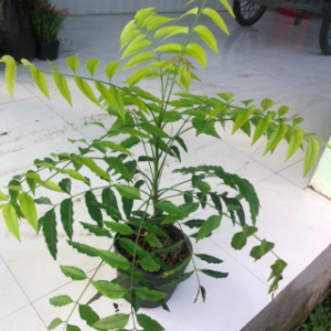 Cây sầu đâu (Neem) - vị thuốc dân gian tốt cho sức khỏe