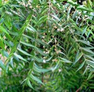 Cây sầu đâu (Neem) - vị thuốc dân gian tốt cho sức khỏe