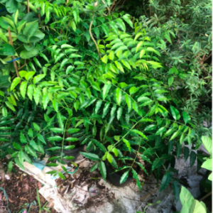 Cây sầu đâu (Neem) - vị thuốc dân gian tốt cho sức khỏe