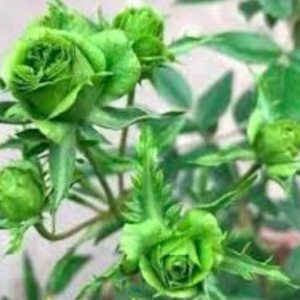 Cây Hồng Green Jane size bầu nhỏ, giao cây khỏe rễ ổn định