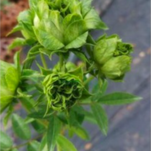 Cây Hồng Green Jane size bầu nhỏ, giao cây khỏe rễ ổn định