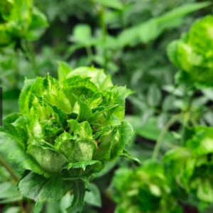 Cây Hồng Green Jane size bầu nhỏ, giao cây khỏe rễ ổn định