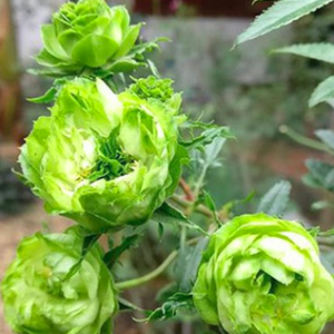 Cây Hồng Green Jane size bầu nhỏ, giao cây khỏe rễ ổn định