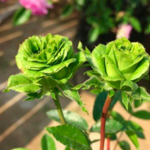 Cây Hồng Green Jane size bầu nhỏ, giao cây khỏe rễ ổn định