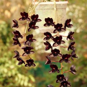 Lan thiên nga đen/ ngọc trai đen - Cycnoches Black