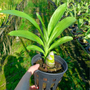 Lan thiên nga đen/ ngọc trai đen - Cycnoches Black