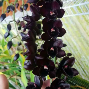 Lan thiên nga đen/ ngọc trai đen - Cycnoches Black