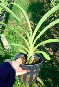 Lan thiên nga đen/ ngọc trai đen - Cycnoches Black