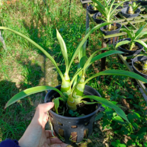 Lan thiên nga đen/ ngọc trai đen - Cycnoches Black