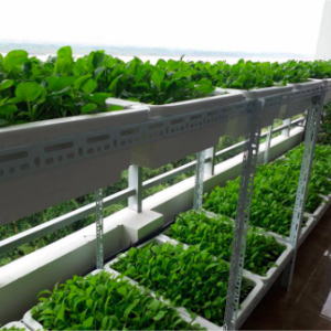 Khay chữ nhật trồng rau màu trắng size 60*40*20