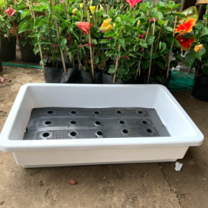 Khay chữ nhật trồng rau màu trắng size 60*40*20