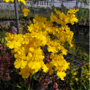 Lan vũ nữ 3 váy nụ lùm