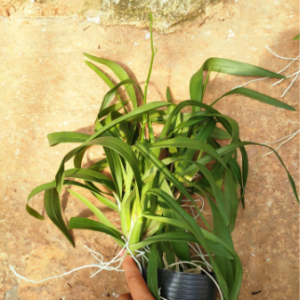 Lan vũ nữ 3 váy nụ lùm