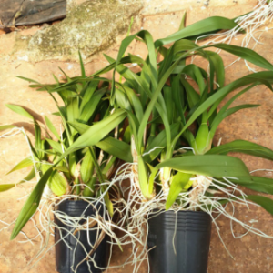 Lan vũ nữ 3 váy nụ lùm