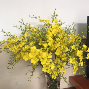 Lan vũ nữ 3 váy nụ lùm