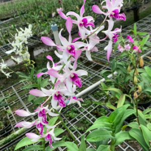 Dendro nắng Urawan, giao cây tơ mập, sắp hoa