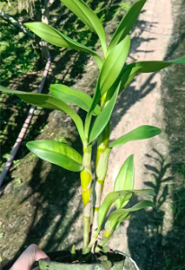 Dendro nắng Urawan, giao cây tơ mập, sắp hoa