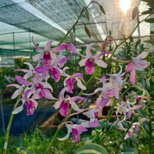 Dendro nắng Urawan, giao cây tơ mập, sắp hoa